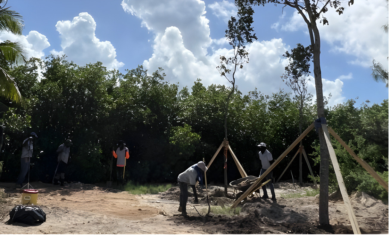 Volunteers replanting young mahogany trees at Barkers, Grand Cayman
